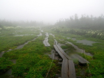 吾妻山の湿原