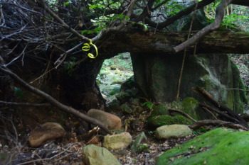 岩と倒木のトンネル