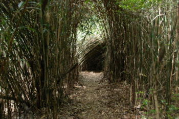 矢竹のトンネル