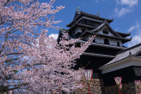 松江城の桜01