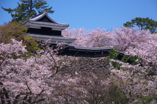 松江城の桜02