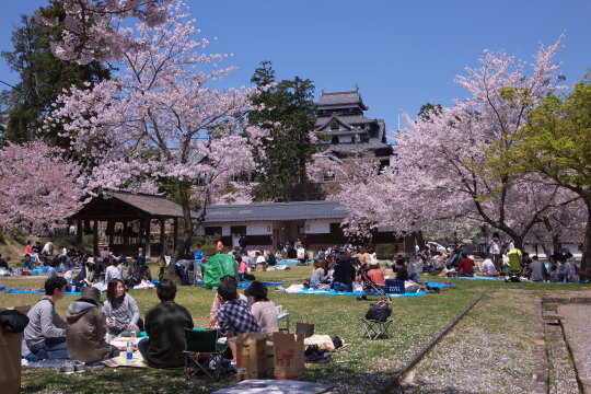 松江城の桜03