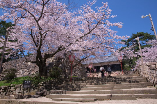 松江城の桜04