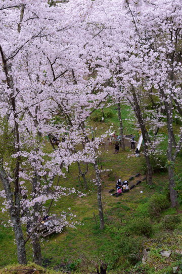  正福寺の桜