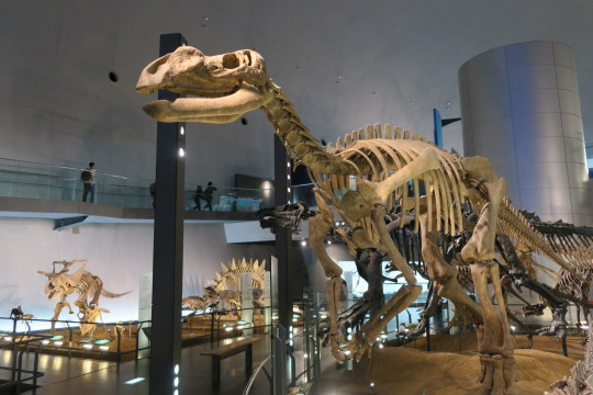 恐竜博物館05